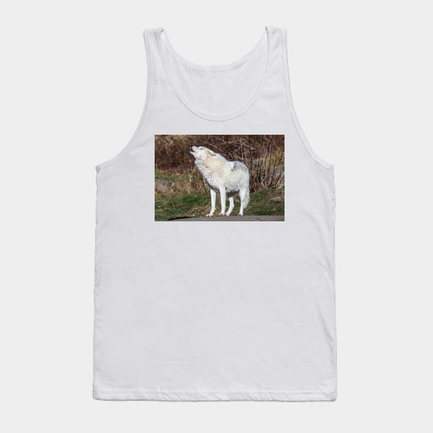 An Arctic Wolf Howls during the day Tank Top by josefpittner